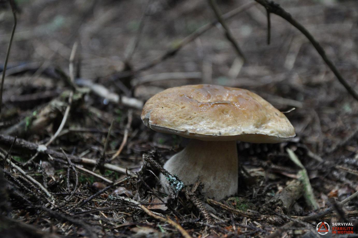 Supraviețuire în Natură