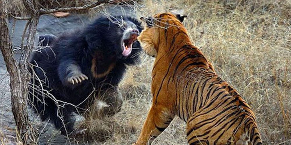 Cum îmi aleg instructorul de autoapărare?