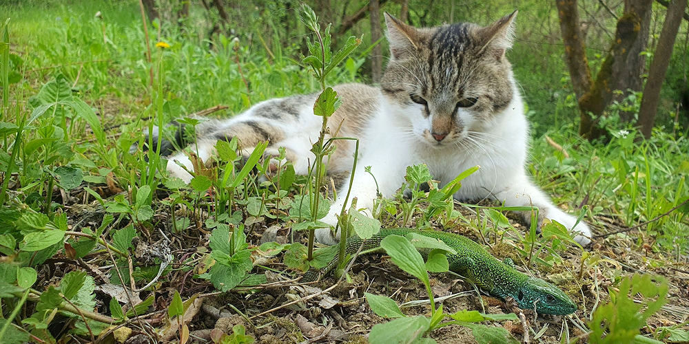 De ce este bine să ”faci pe mortul” doar în situații limită?