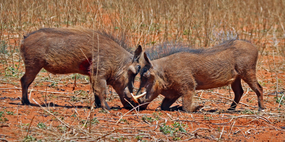 Probleme sociale majore: concurența și agresivitatea