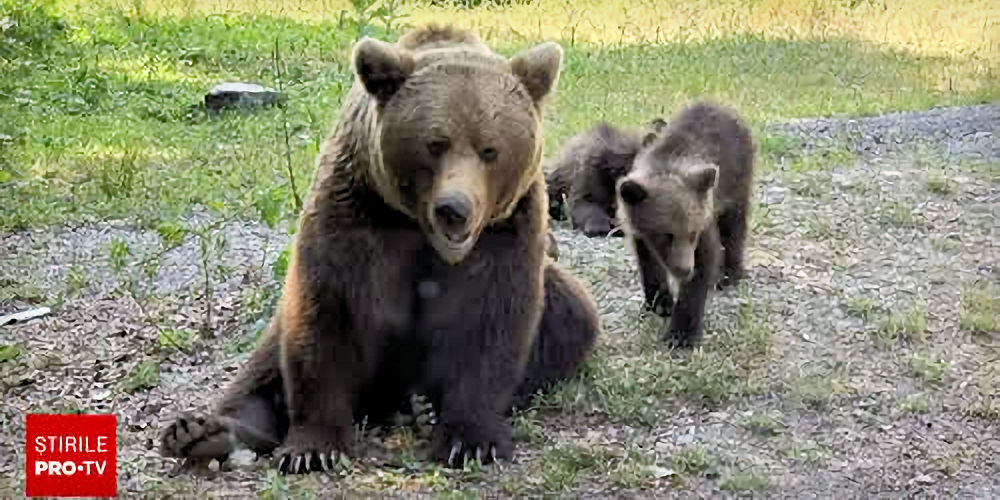 Ursul nu atacă niciodată omul fără să fie provocat!